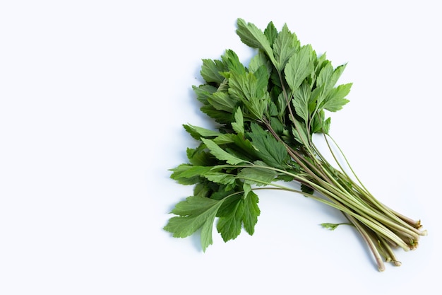 White mugwort leaves.