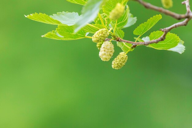 White Mulberry on the Branch