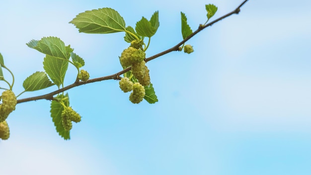 White Mulberry on the Branch