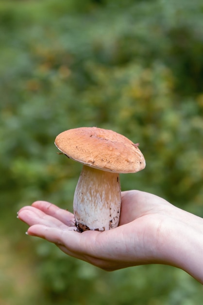 손에 흰 버섯 boletus