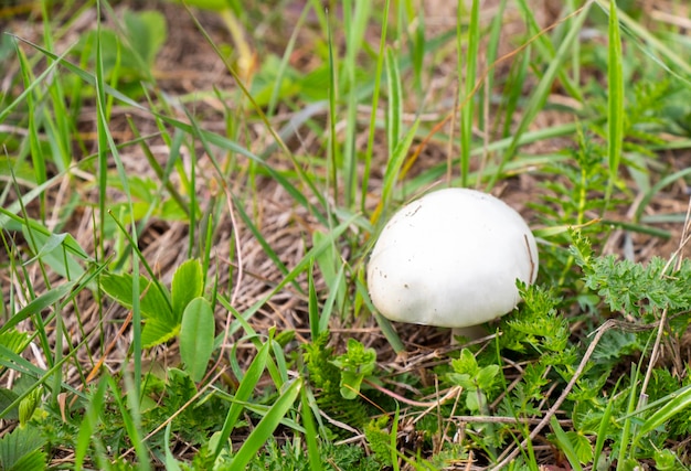 Photo white mushroom in the field