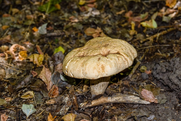 White mushroom in the forest on autumn