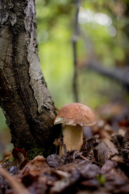 White mushroom in the forest A mushroom with a brown capBoletus Mushroom