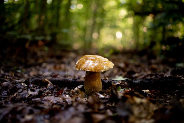 White mushroom in the forest