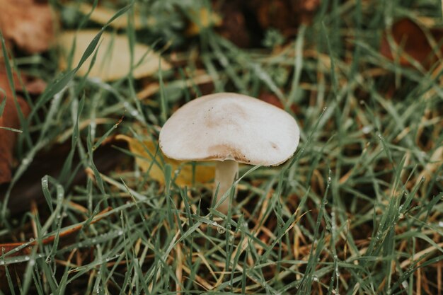 White mushroom in the forest