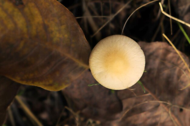 Foto fungo bianco nella foresta