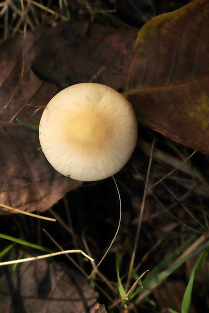 White mushroom in the forest