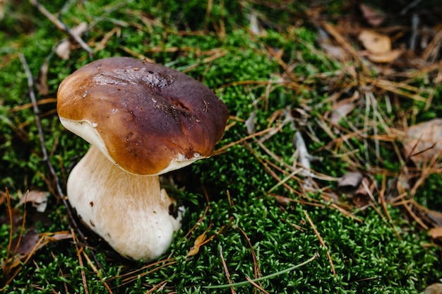 White mushroom found in a pine wood.