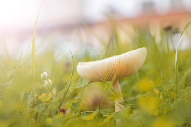 White mushroom among green grass close up