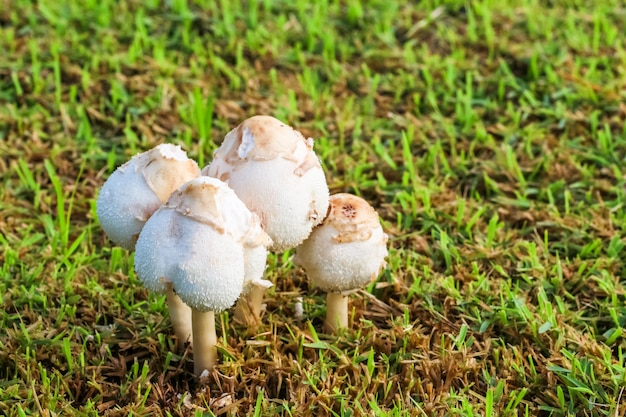 White mushroom in green grass ready to be harvested 