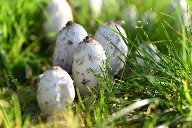 White mushroom in green grass and yellow leaves