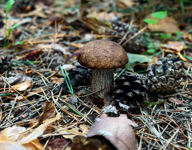 White mushroom growing among the needles and pine cone in the forest.