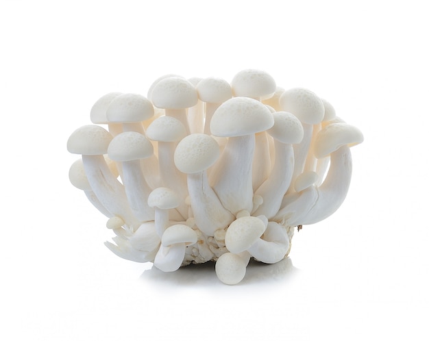 Photo white mushroom isolated