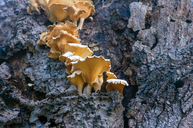 Fungo bianco su corteccia d'albero secca naturale