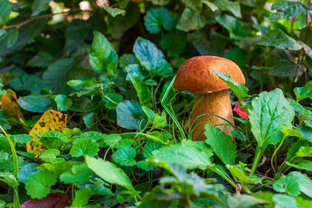 A white mushroom porcini growing in the forest among green grass on a summer or autumn morning with a copy space