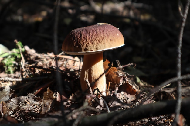 White mushroom in the thicket of the forest in the sun closeup side view