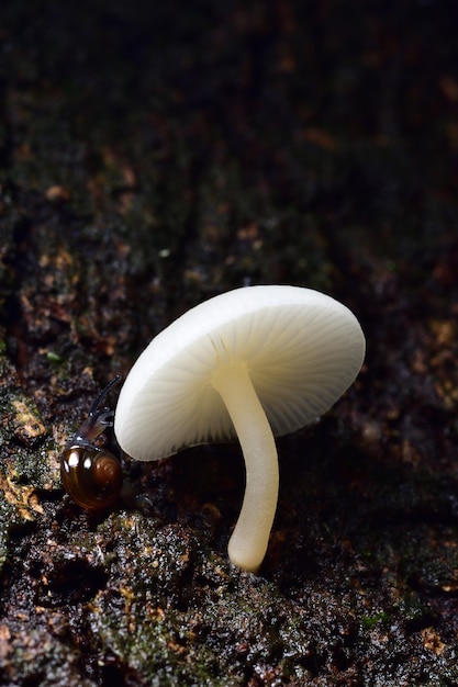 Photo white mushroom on a tree.