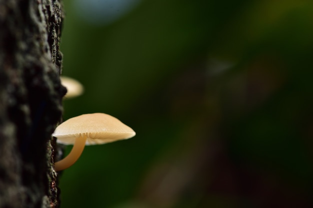 Photo white mushroom on a tree.