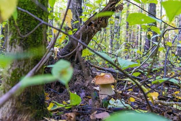 Foto un fungo bianco con una gamba forte in una foresta bagnata