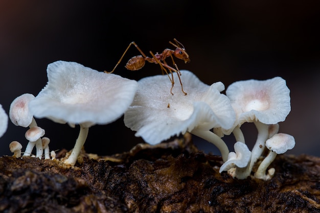 写真 白いキノコと赤いアリ