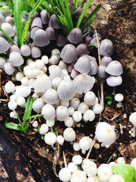 White mushrooms in forest