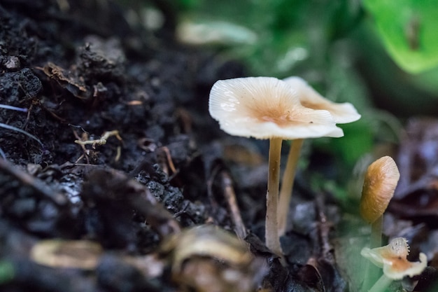 White mushrooms on the ground