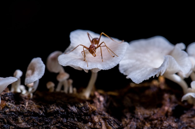 Foto funghi bianchi e formiche rosse