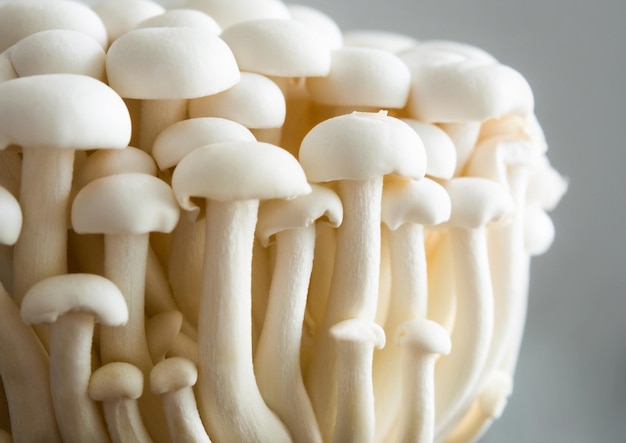 White mushrooms shimeji