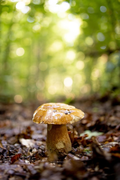 Белые грибы в лесу, на фоне листьев, яркого солнечного света. Подберезовики. Гриб.