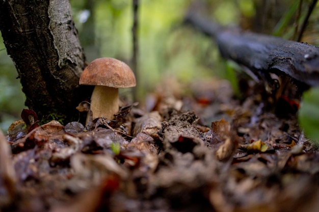 숲에서 흰 버섯. Boletus. 버섯.