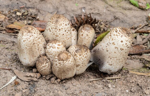 Белые грибы на дне тропического леса в Бразилии.
