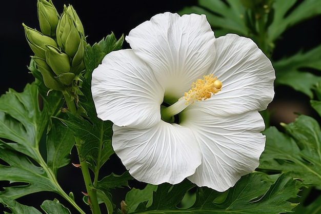 A white musk mallow flower is in bloom for macro photography on a warm day Closeup of white petal