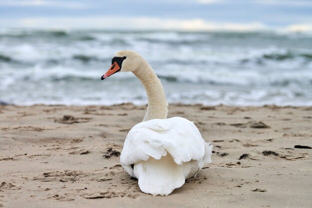 White mute swan sitting and resting on sandy beach hear blue Baltic Sea. Winter seascape.