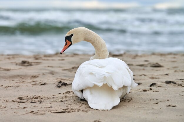 White mute swan sitting and resting on sandy beach hear blue Baltic Sea