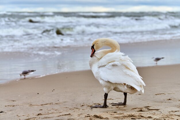 White mute swan standing on sandy beach near Baltic Sea and cleaning its feathers