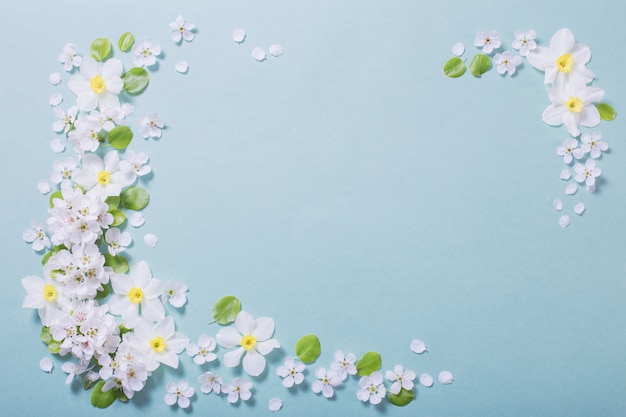 White narcissus and cherry flowers on blue background