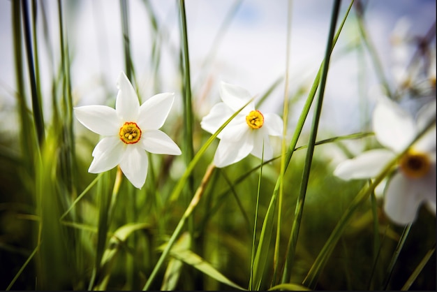 White narcissus on the field