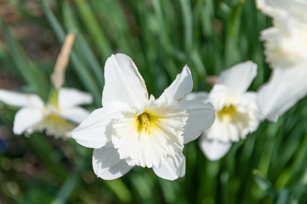 White narcissus flower in spring nature on natural background