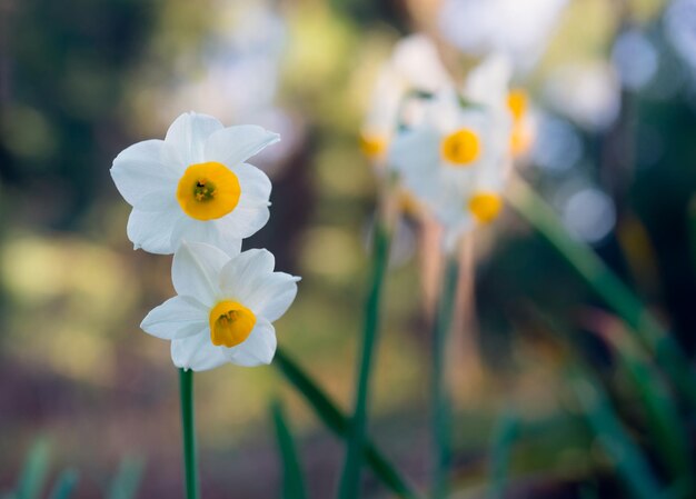 White Narcissus flowers on a blurred green background