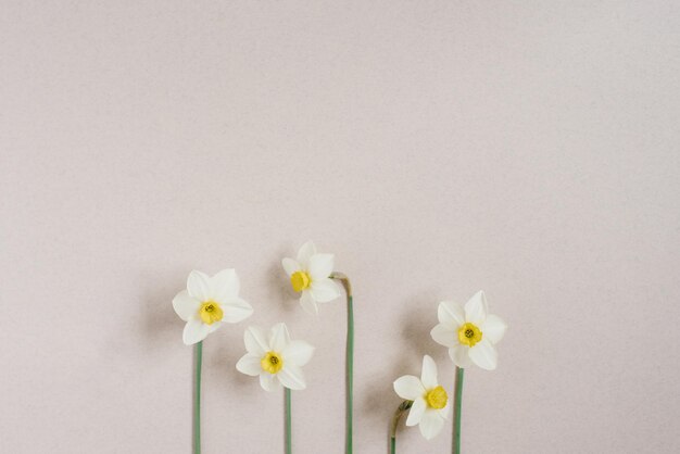 明るいベージュの背景に白い水仙の花上からの眺めは平らに横たわっていた