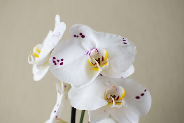 White narcissus on the gray background Close up macro photo Beautiful spring flowers Natural wallpaper Houseplant