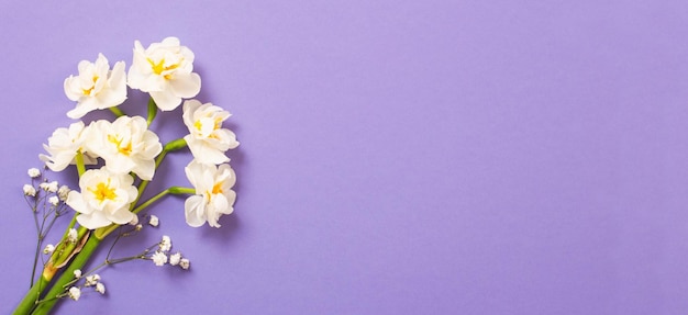 White narcissus on violet background