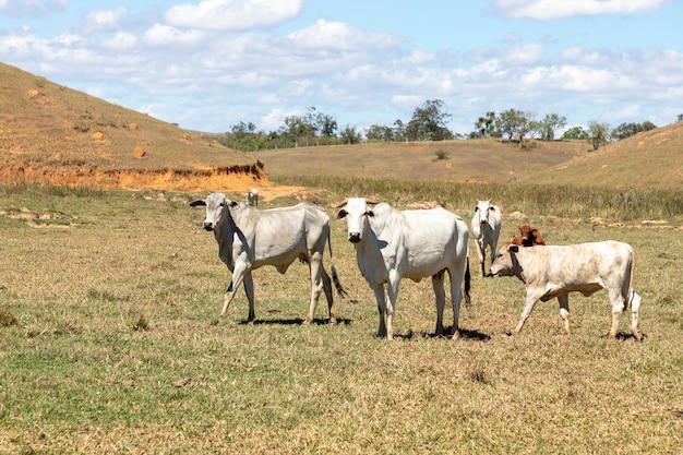 White Nelore cattle in the pasture