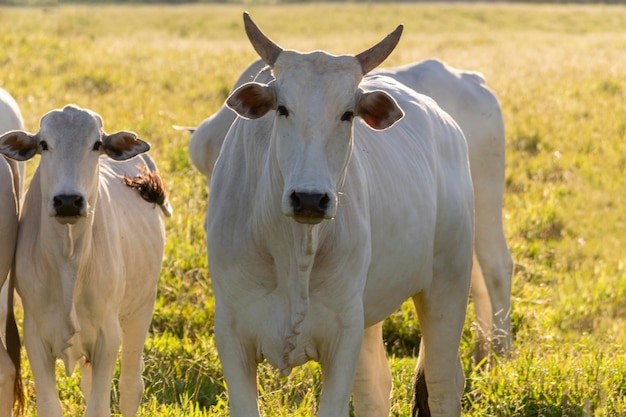 White Nelore cattle in the pasture