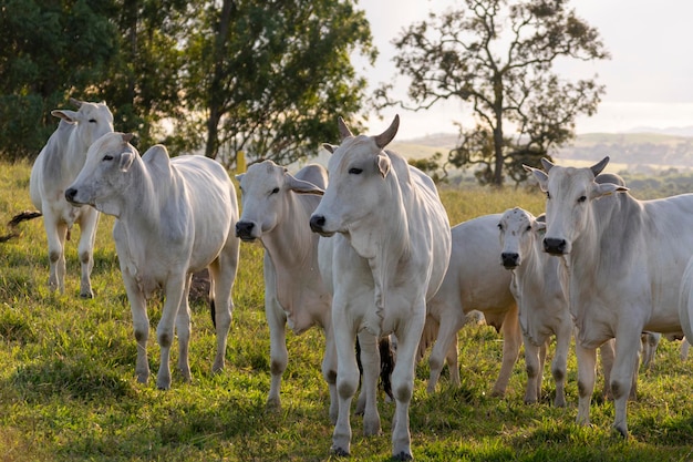 White Nelore cattle in the pasture