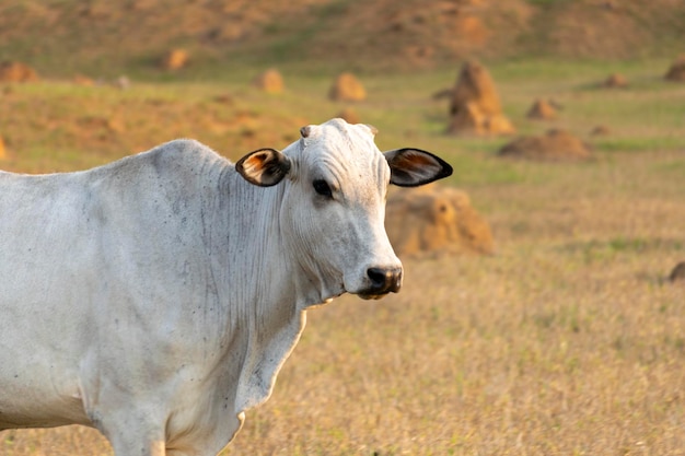 Photo white nelore cattle in the pasture