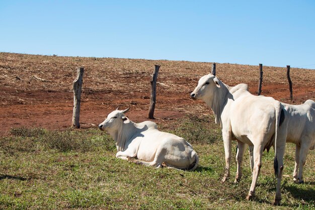 White nelore cow on farm