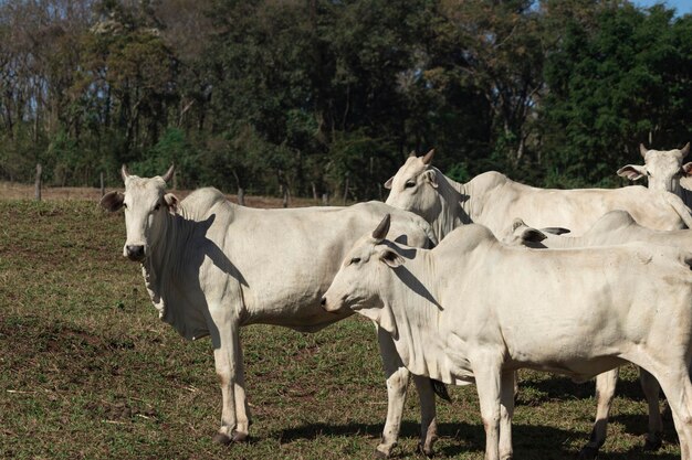 White nelore cow on farm