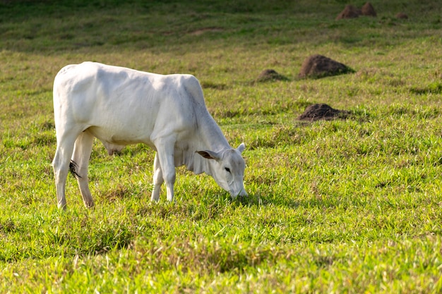 White nelore cow in the pasture