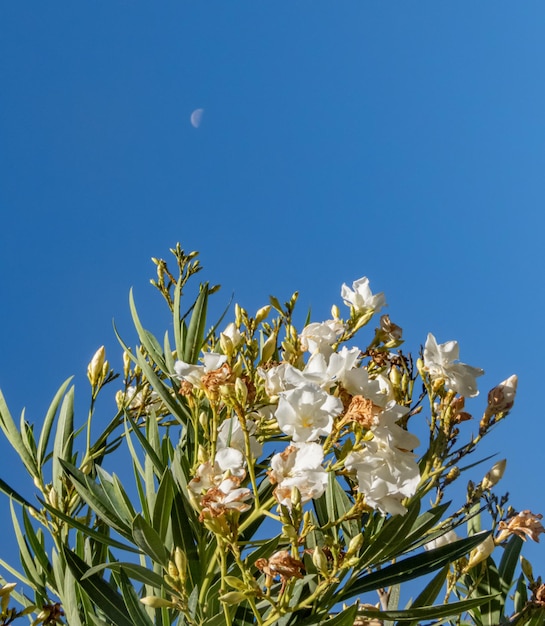 여름 아침 햇살에 흰색 Nerium Oleander Shrub